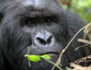 DR Kongo