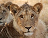 Loewen in Ruaha