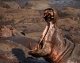 Katavis Hippos