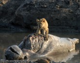 Katavi, die Dritte