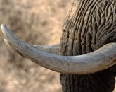 Mana Pools Mana Pools
