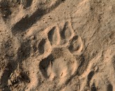 Lion Tracking Lion Tracking