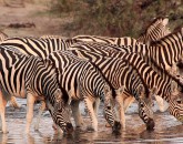 Makgadikgadi Makgadikgadi