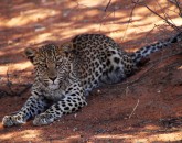 Kgalagadi Kgalagadi
