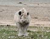 Etosha – Fotos online! Etosha – Fotos online!