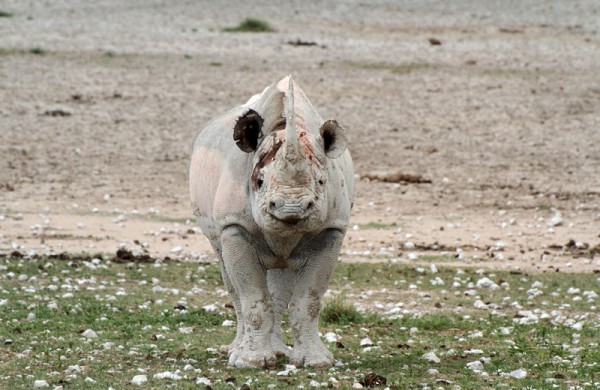 Etosha – Fotos online! Etosha – Fotos online!