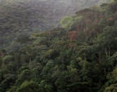 Bwindi Bwindi