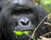 Gorillatrekking in Virunga Gorillatrekking in Virunga