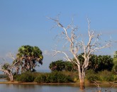 Selous Selous