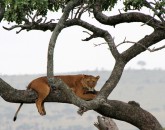 Regen in der Serengeti – Fotos online! Regen in der Serengeti – Fotos online!