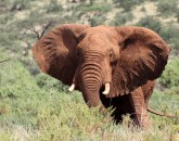 Land unter in Samburu und Moyale – Fotos online! Land unter in Samburu und Moyale – Fotos online!