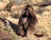 Simien Mountains – Fotos online! Simien Mountains – Fotos online!